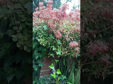 "Mis Sueños" Humberto 1° Santa fe Argentina