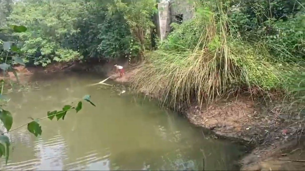 চলে এসেছি 1 টা নতুন ভিডিও নিয়ে  আমাদের পুকুরে কি করে  জাল দিয়ে মাছ ধরা হয় দেখায় তোমাদের ।
