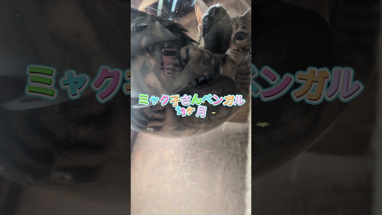 ベンガル猫シャム猫#shorts #funny #cat#kitten #猫#ミャク子#ガッツ