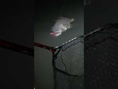 MONSTER 117cm MURRAY COD!!! #fishing #fishingvideo