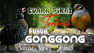 Download lagu Mp3 Suara Pikat Puyuh Gonggong Paling Mantap. Suara Super Jernih mp3
