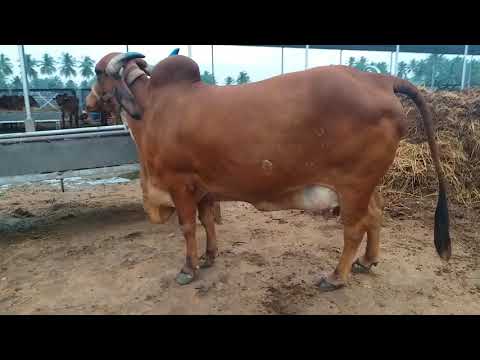 Sriguru high tech dairy farm tiruchengode thirumurugan 9842744888