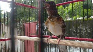 Download lagu PANCINGAN MURAI BATU TROTOL.!!! LANGSUNG NGEPLONG & EMOSI. mp3 Download lagu PANCINGAN MURAI BATU TROTOL.!!! LANGSUNG NGEPLONG & EMOSI. mp3