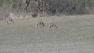 preview picture of video 'Whitetail Deer feeding Creative Commons media  by WillCFish fishing Tips and Tricks.'