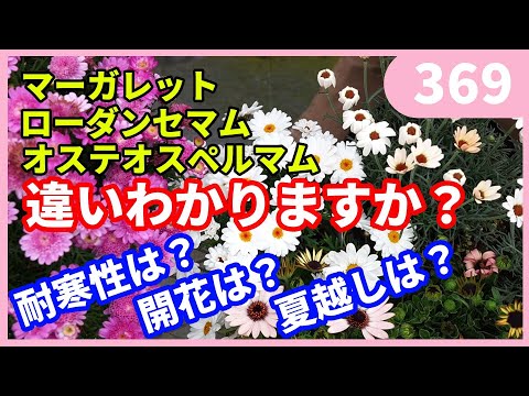 園芸 オステオスペルマムを鉢で越冬させるにはどうすればいいですか?