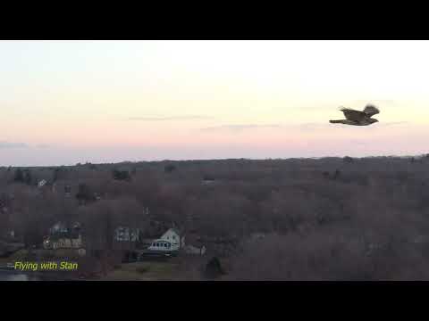 Curious Hawk Checks Out Drone