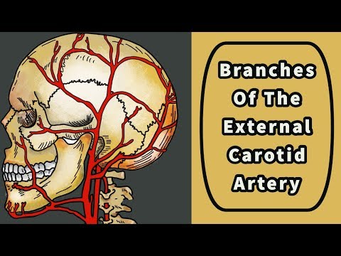 Branches Of The External Carotid Artery