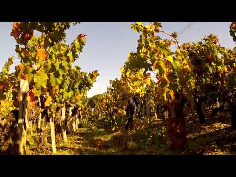 comment participer aux vendanges