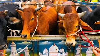 Download Lagu cow unloading, cow videos, cow video, animal, big cow, goru hamba cow, Ep-90 Thumbnail