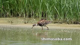美しい夏羽のエリマキシギ、コアオアシシギ、ヒバリシギ(動画あり)