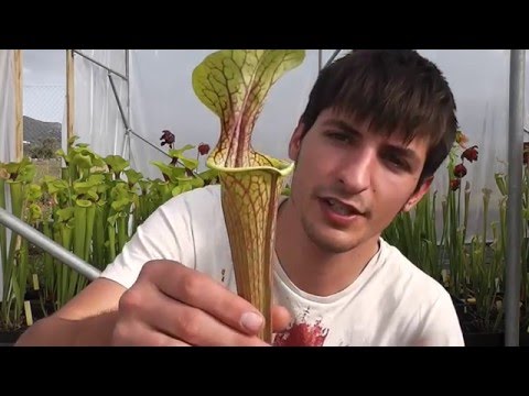 , title : '#98 Carniplant-Plantas carnívoras-Como cultivar las Sarracenia'