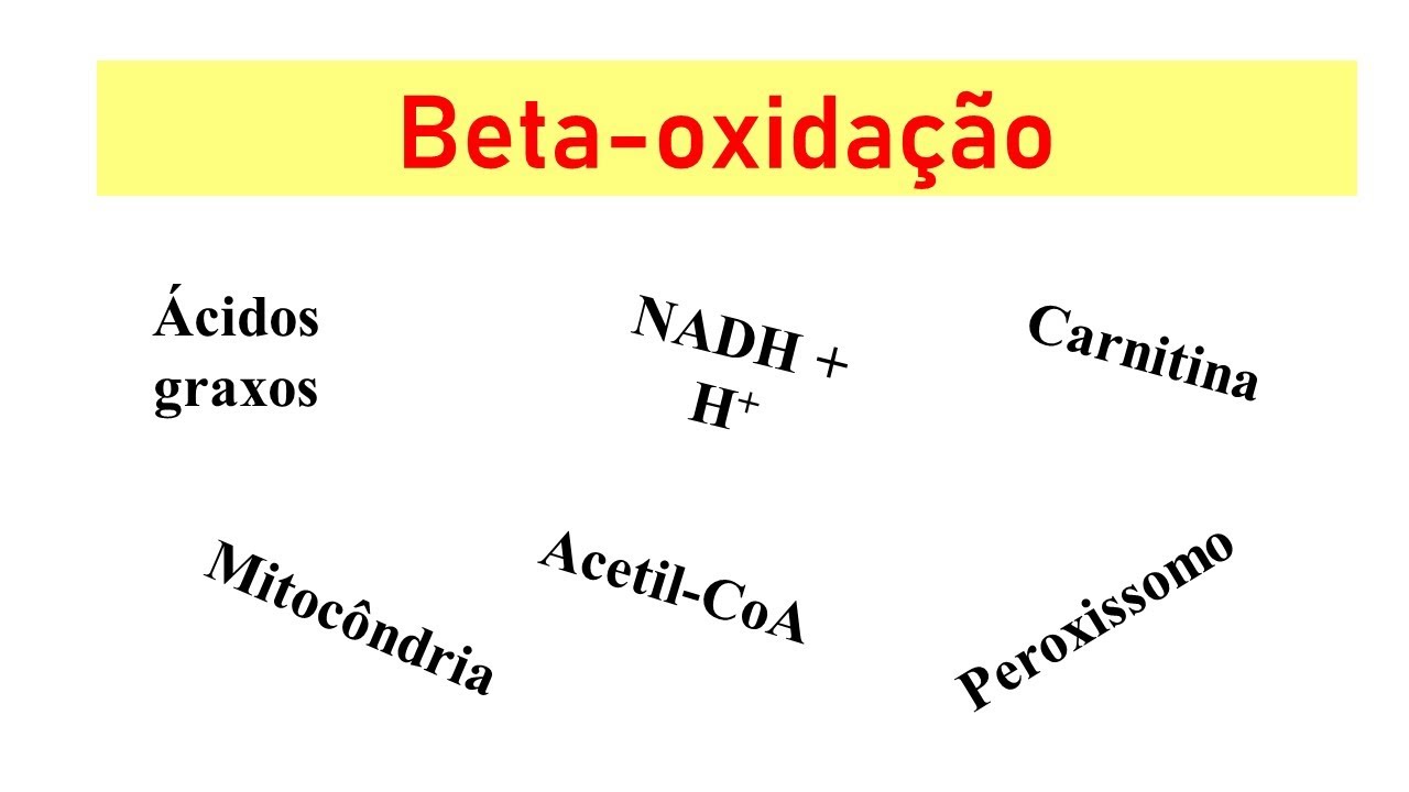 Beta-oxidação - via, regulação e integração