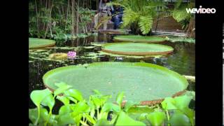 Netherlands Documentary