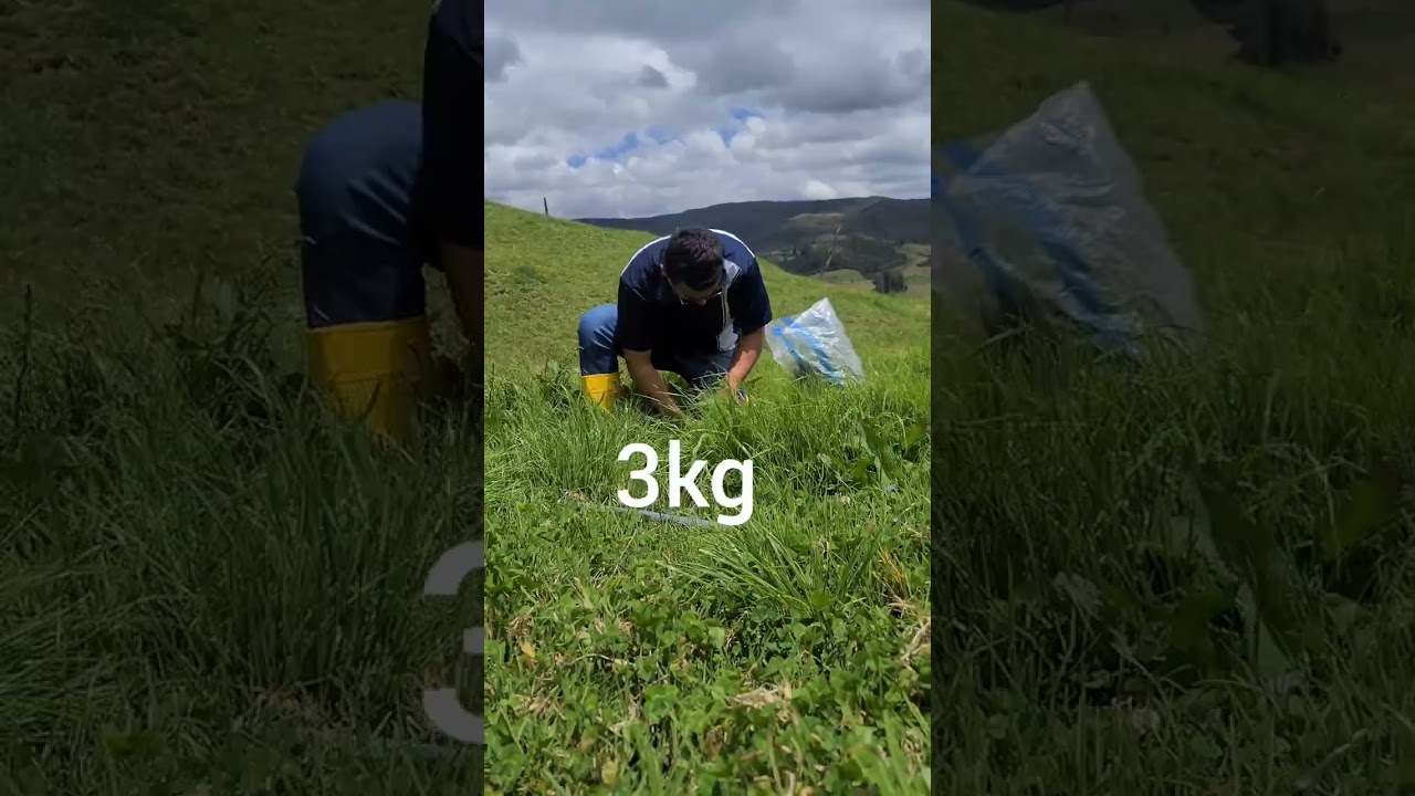 ¿Cuántos kilos de maíz come una vaca al día? LIB Answers