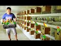 My 100 Pairs Of African Lovebird Breeders Discover My DIY HANDFEED Formula For Baby Birds