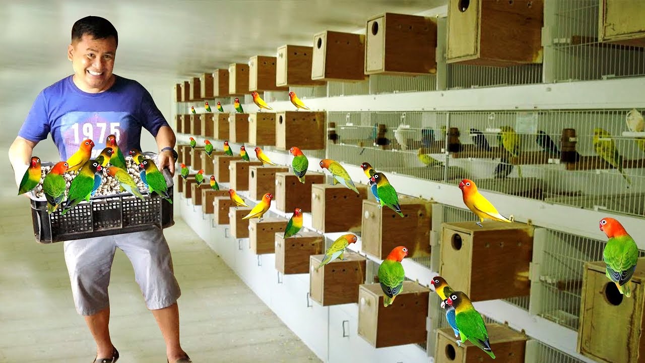 My 100 Pairs of African Lovebird Breeders -  Discover my DIY HANDFEED formula for baby birds!