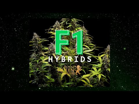 Гибриды RQS F1 — выращивание каннабиса уже никогда не будет прежним