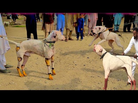 Special Dogs Market latest video • Kohati gultair, bully dog, Pitbull and German shepherd
