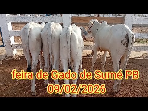 Feira de caprinos e Ovinos de Sumé PB 09/02/2026