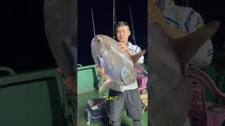 Download lagu fishing for mola fish or sea sunfish or sunfish #shortvideo #fishing #viralshorts mp3 Download lagu fishing for mola fish or sea sunfish or sunfish #shortvideo #fishing #viralshorts mp3