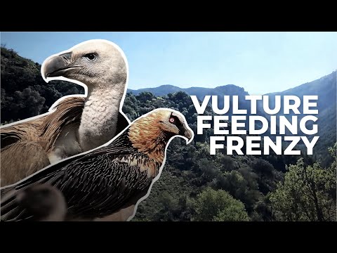We Visited A Vulture Feeding Station in Spain