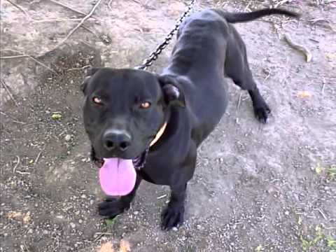 big nard Nigerino Dog