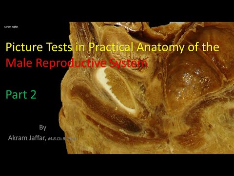 Anatomia męskiego układu rozrodczego - część 2