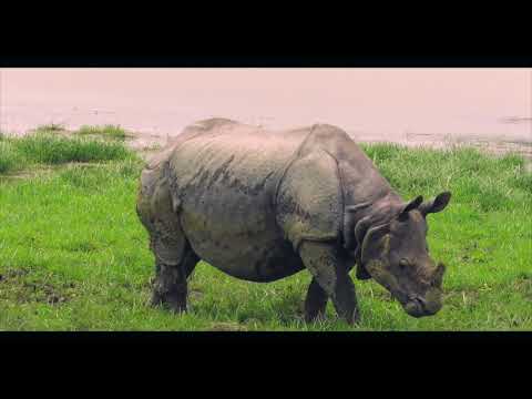 Kaziranga_ The Gift of the Brahmaputra