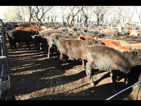 Resumen del remate de Hugo R. Aristegui - Miércoles 14 de agosto de 2019 - Cachari