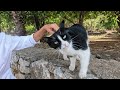Tuxie The Cat Loves To Be Petted And Massaged