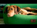 The Red Dog Company Luxury Dog Beds