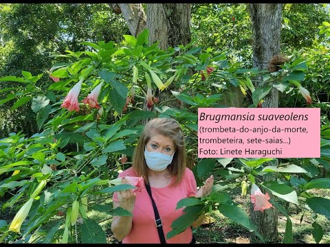 , title : 'Trombeteira Planta tóxica alucinógena (36)Brugmansia suaveolens. Datura suaveolens. Linete Haraguchi'
