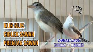 Download lagu Masteran Ciblek Sawah Ngebren   Keteran mp3