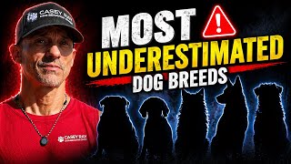 Top 5 Dog Breeds Most People Underestimate (They’re NOT What You Think)