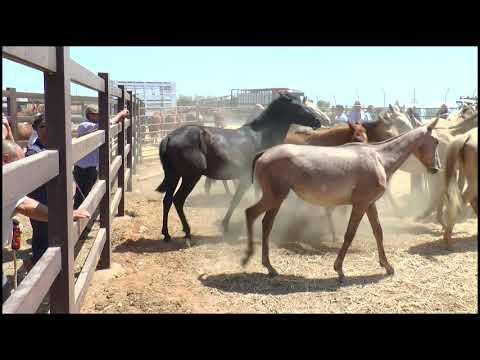 SACA DE LAS YEGUAS 2019 - SUBASTA DE POTRAS DE RAZA MARISMEÑA