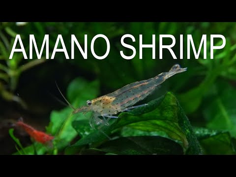 AMANO SHRIMP : EVERYTHING YOU NEED TO KNOW - Full Care...