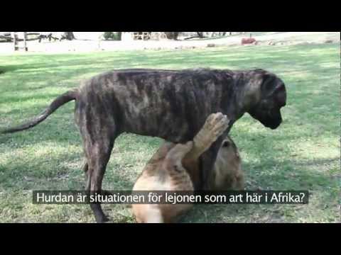 Lejon för Lejon - Heldag med lejon