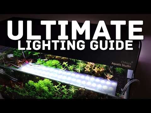 Aquarium Lighting 101: Choosing the Right Light for Your Planted Tank