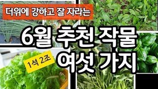 더위에 강하고 잘 자라는 6월의 추천 작물 여섯 가지