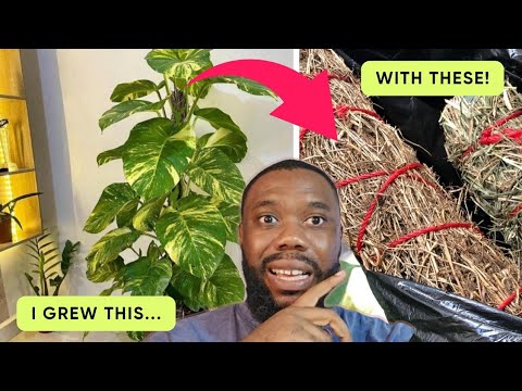 You DONT Need Moss Poles! 5 BETTER Alternatives Your Plants Prefer!