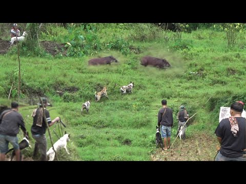 H4MA B4B1 HUTAN BUKIK TUO TURUN KE SAWAH || BURUAN BUKIK TUO BALIMBIANG
