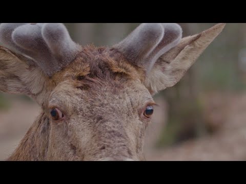 BuitenGewoon 8 augustus 2020 - De Veluwe