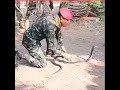 Para Commando Vs Cobra Commando Training Snake Catch