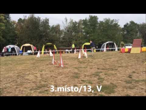 Barbarella Mystic Love bišonek agility trojzkoušky Třebíč