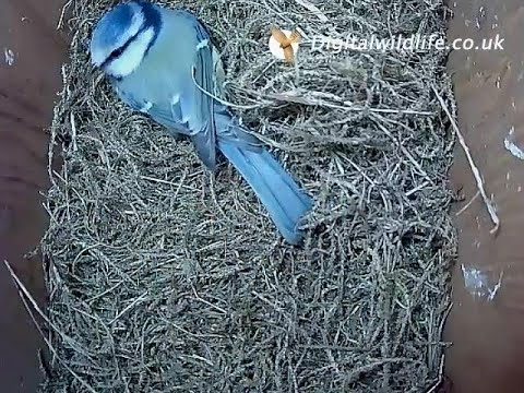 Digitalwildlife.co.uk - Blue Tit Box 2020