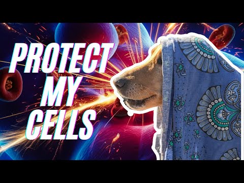 Apoyo hepático para perros en quimioterapia | Protocolo de SAMe, cardo mariano y aceite de pescado