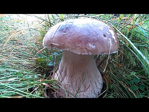 Гриби Білі в Карпатах з самого Ранку