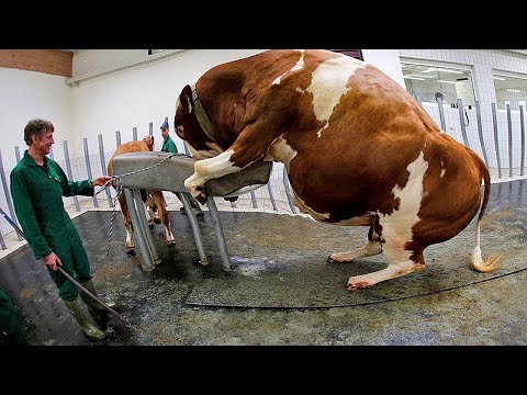 Amazing Modern Automatic Cow Farming Technology - Artificial insemination (AI) in dairy cows