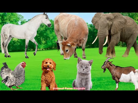 Beautiful Animal Moments: Cow, Sheep, Dog, Cat, Chicken, Elephant, Peacock - Animal Sounds