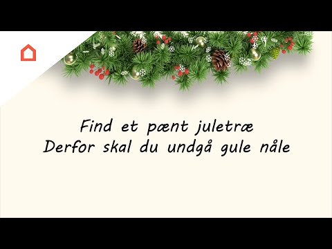 Dagens decembertrick: Undgå et juletræ med gule nåle